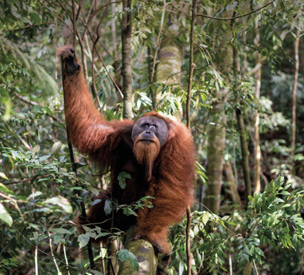 Orang Utan Coffee project